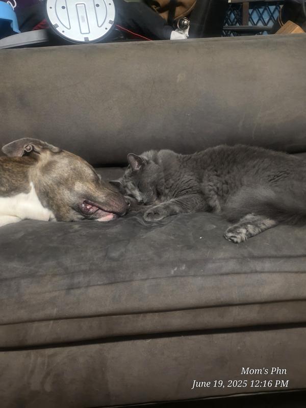 These vicious dogs....can you believe our big fellow is sleeping with the cat..lol. We knew that our dogs would be fine with the cat, & it only took about 1-1/2 mos for them to be good around each other.