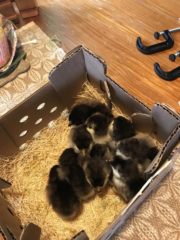 Baby chicks in the box they were shipped in.