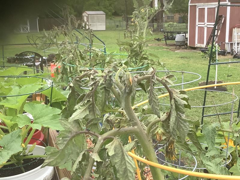 All tops of plants are dying