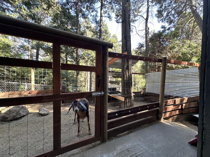 Goat fence working as described, goats are happy