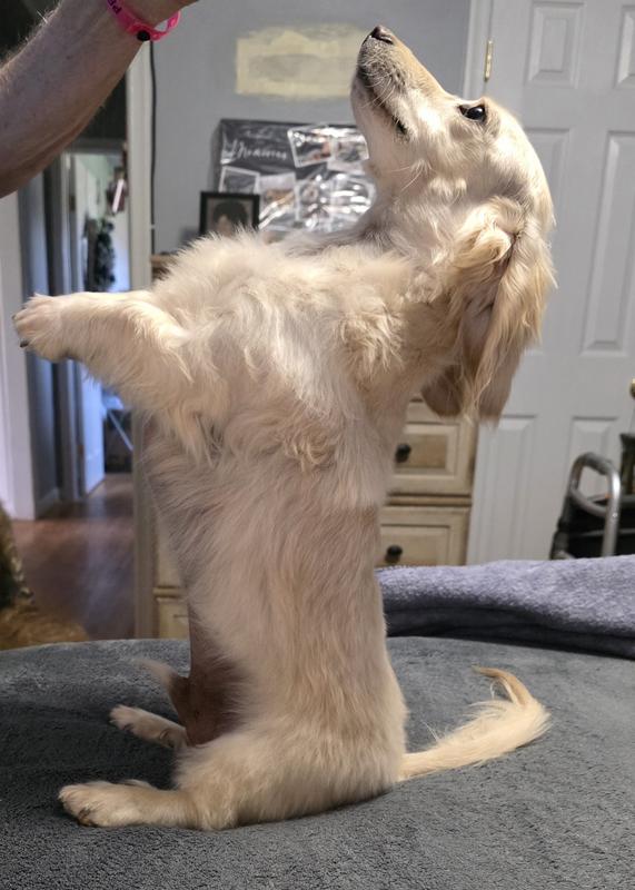 Toby standing tall