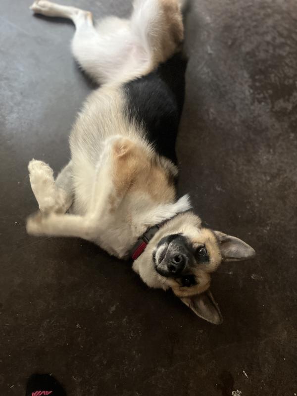 Photos are the fur baby