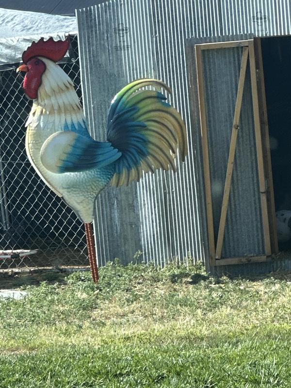 Watching over my hens!