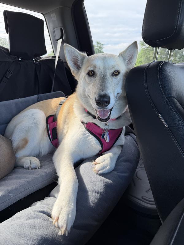 Azkova loves treats and truck rides