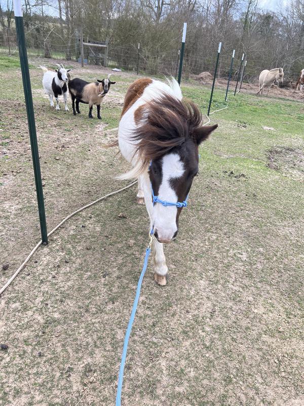 Firefly loving her halter