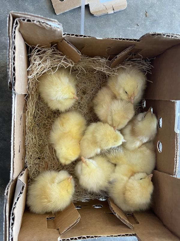 All arrived alive!