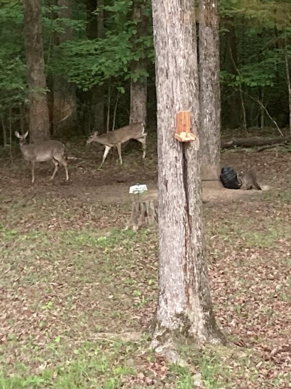Deer having a buffet