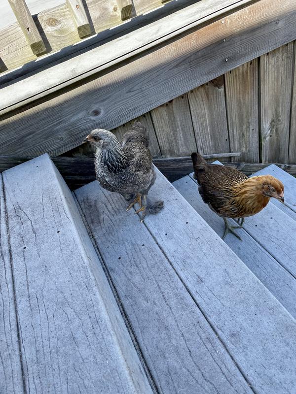 Flocking around