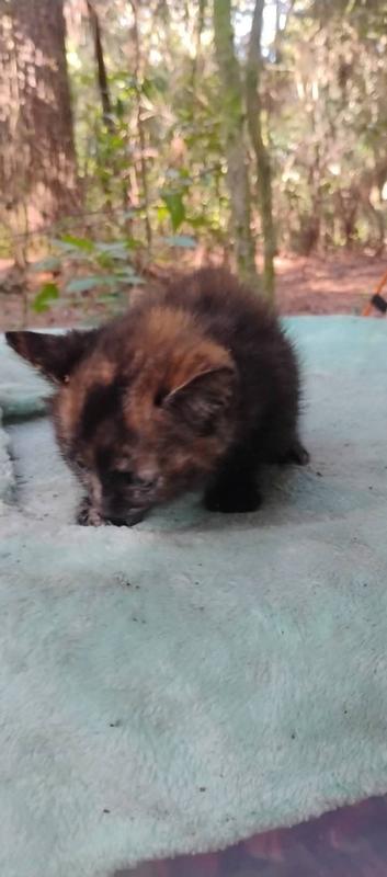 The kitten looking away on a blanket.