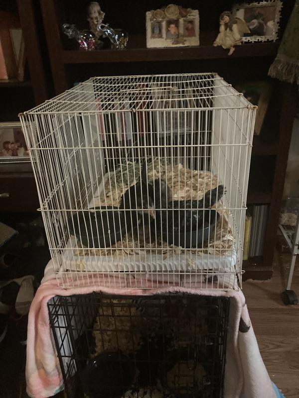New to the flock