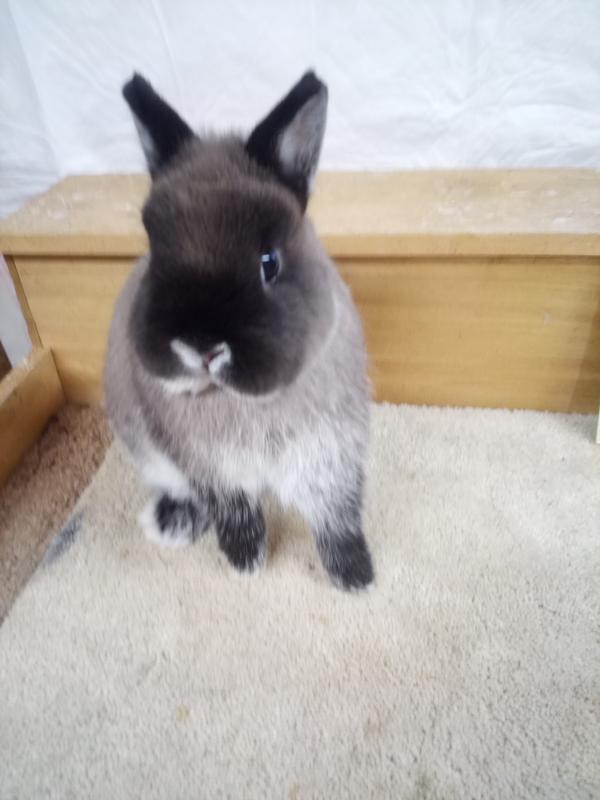 One of my cute ND rabbits