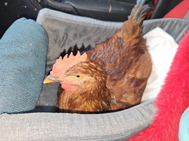 Skillet Rooster loves this scratch...