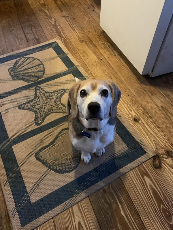 Thank you may I please have another Retriever treat?