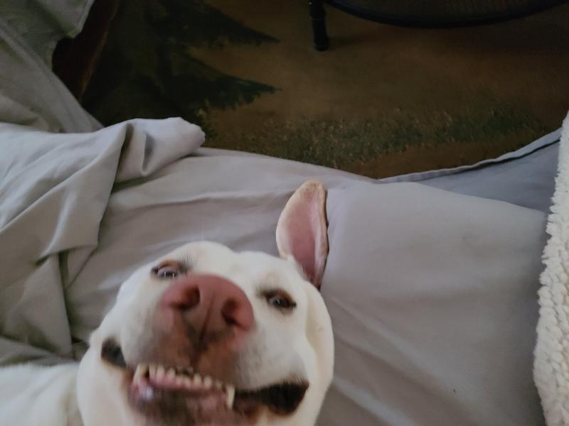 BJ waiting for his MarroBone treat