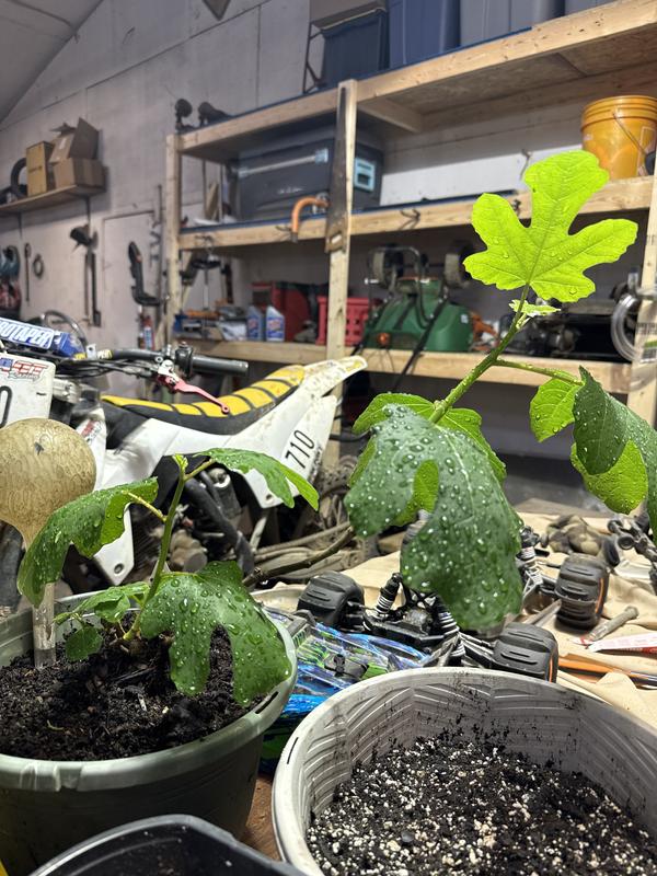 Look at those leaves!