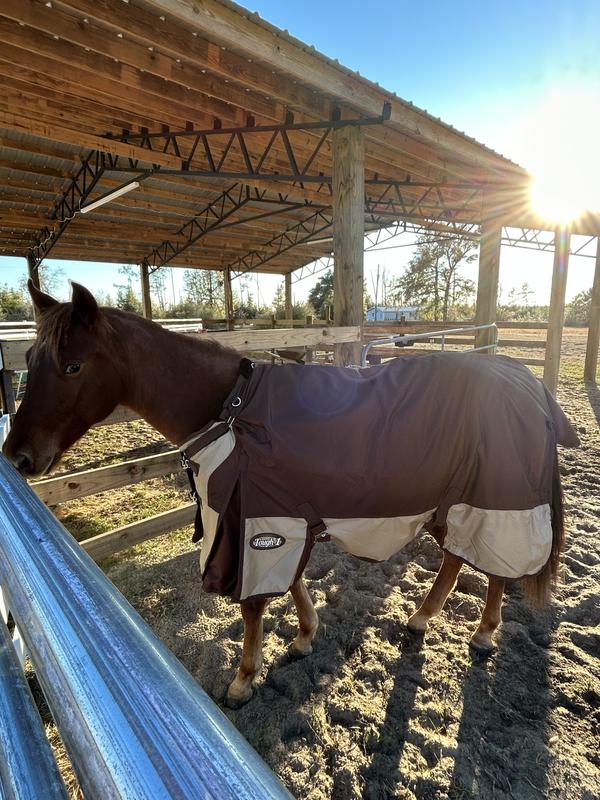 1.5 year old colt got him a size 69