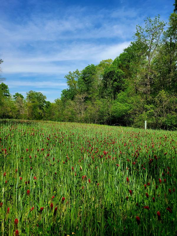Buck Bourbon Top Shelf Clover Plot