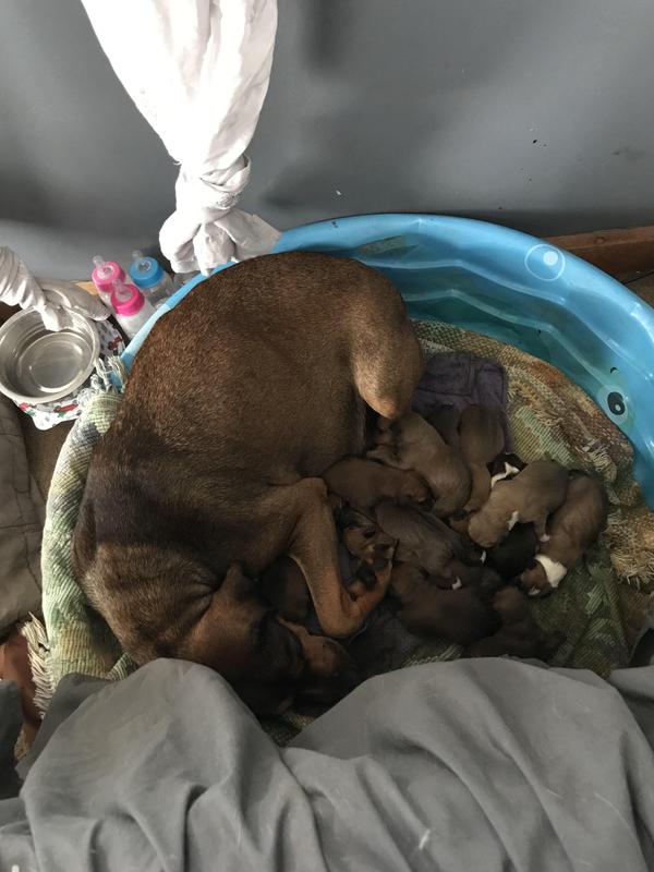 Daisy and her 12 newborn babies
