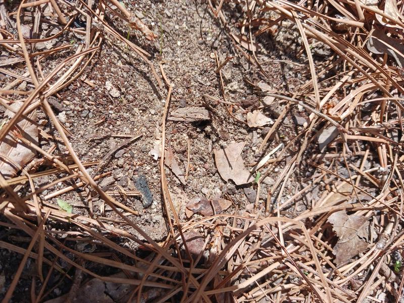 Can you see the bush?