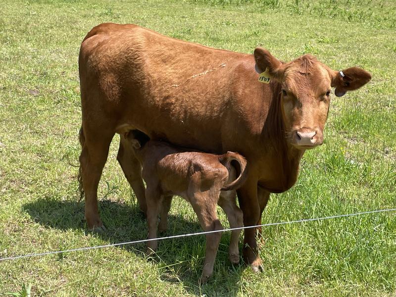 Always behind the electric fence