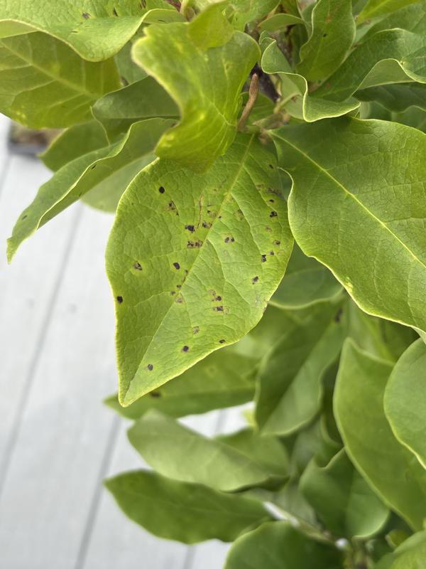 Black spots on leaves