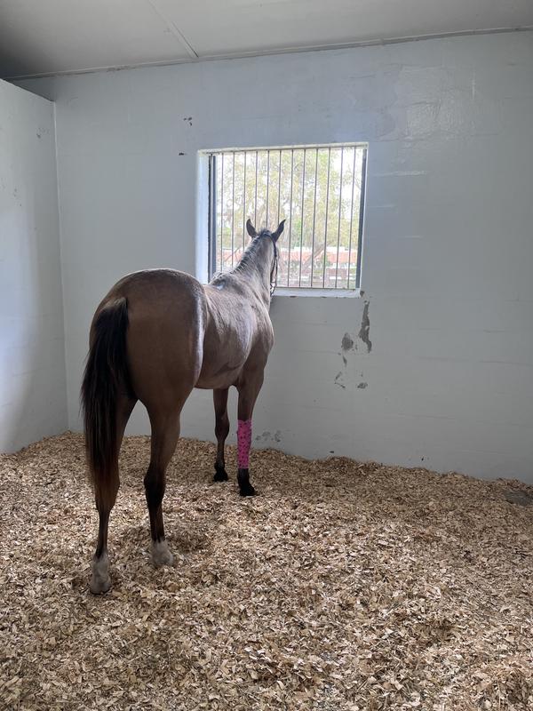 First 2 photos of him is when I got him, and the last 2 are more recent.