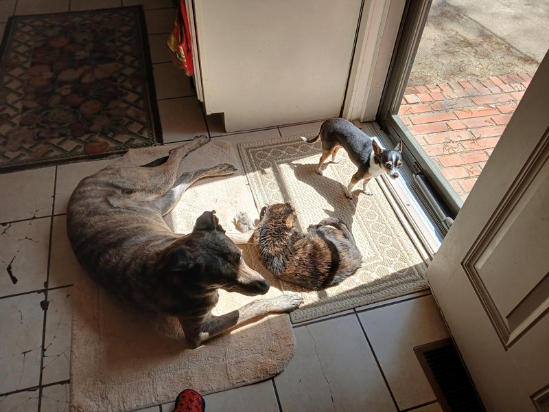 Big dog and little dog (something in between)!