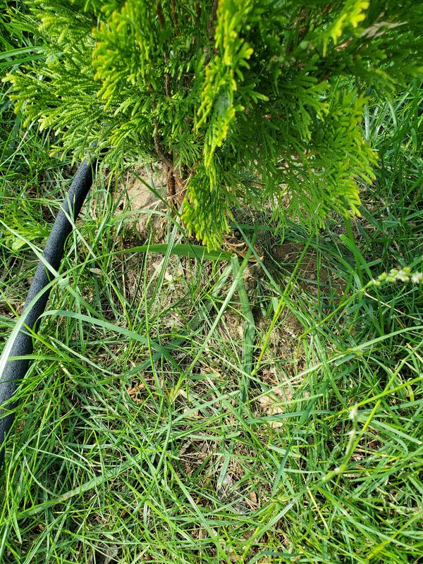 Photos are all taken with hose on. Only waters one plant