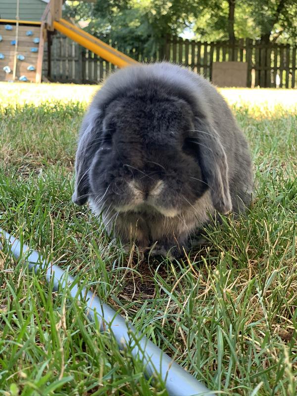 Our picky guy Shadow!
