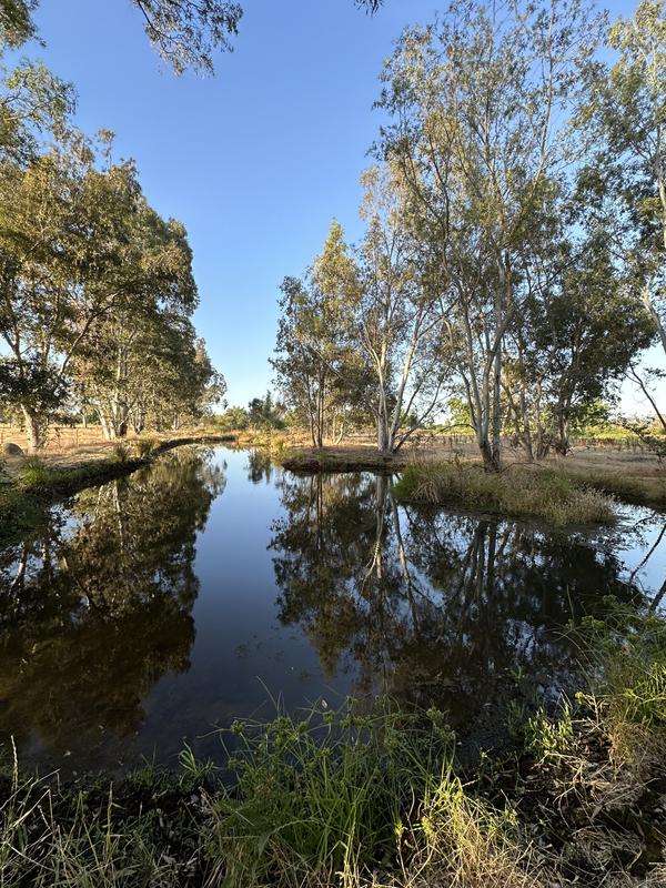 Fathead minnows in my pond!