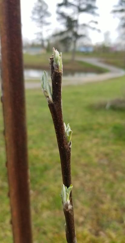 Leaves starting to grow