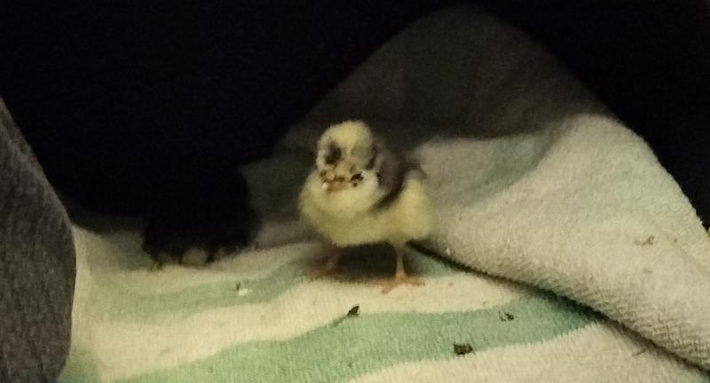 Babies from day 1 with us to 3 weeks later.