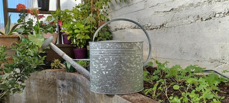 2 gallon watering can, perfect for watering new seedlings in the greenhouse