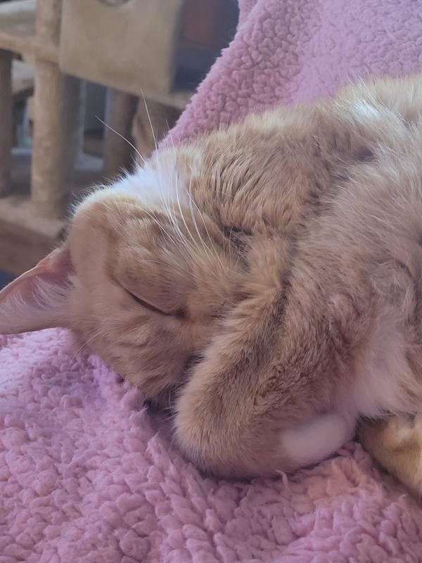 The 14 Best slide litter reviews