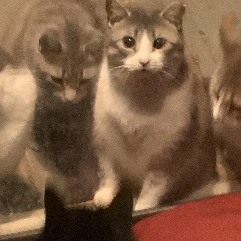 We have many cats we feed.