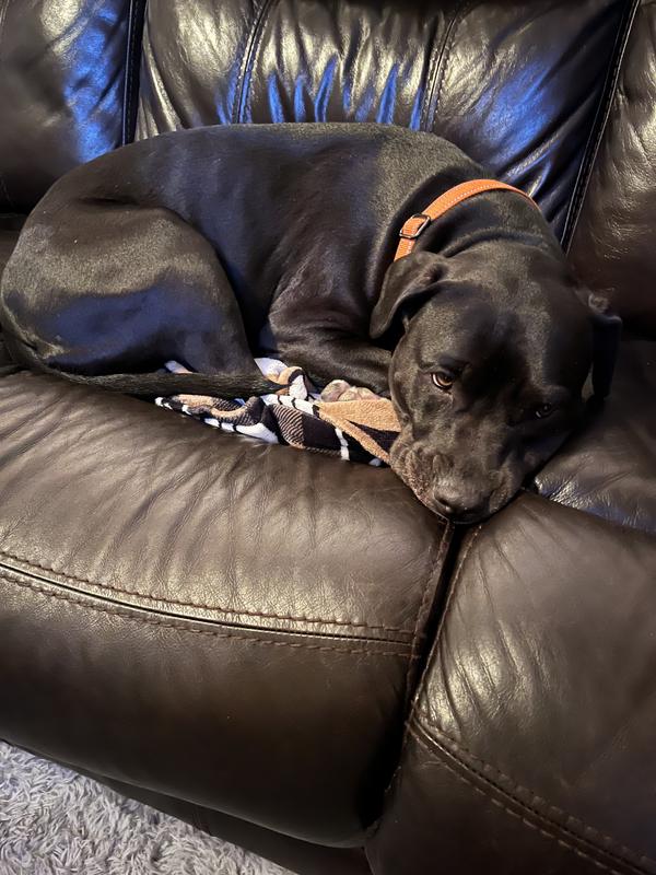 Lily is clean and shiny and ready for bed.