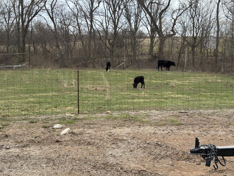 Roxanne, our angus calf.
