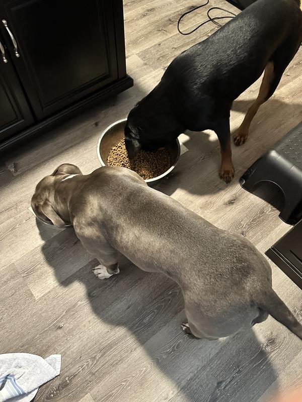 Furbabies found relief with Capstar!!!