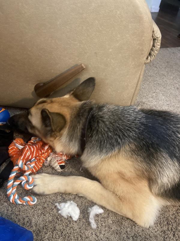 Shepard &Kong monkey