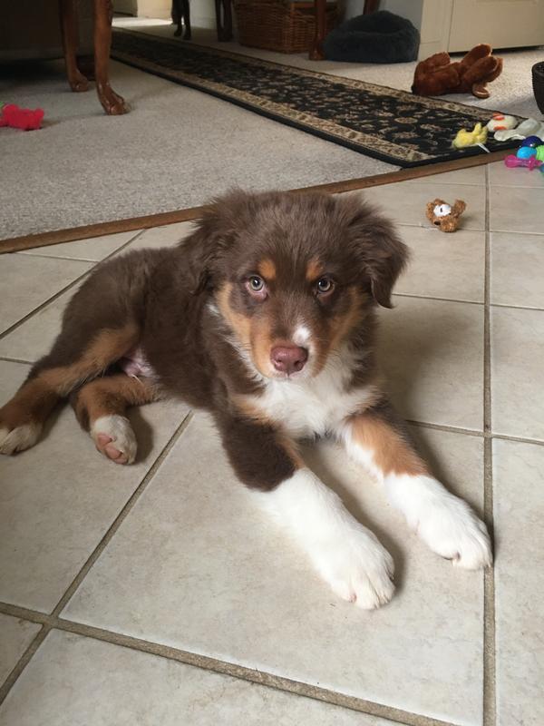 8 lb. Aussie named Tobi