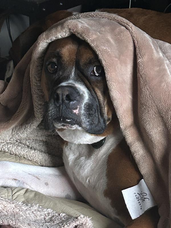 Boxer loves: Oliver Wiggly, Sir Winston, Jayden Junebug and Marshall Canine Coug Knighten