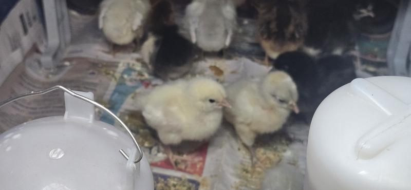 Chicks🐥🐓🐣