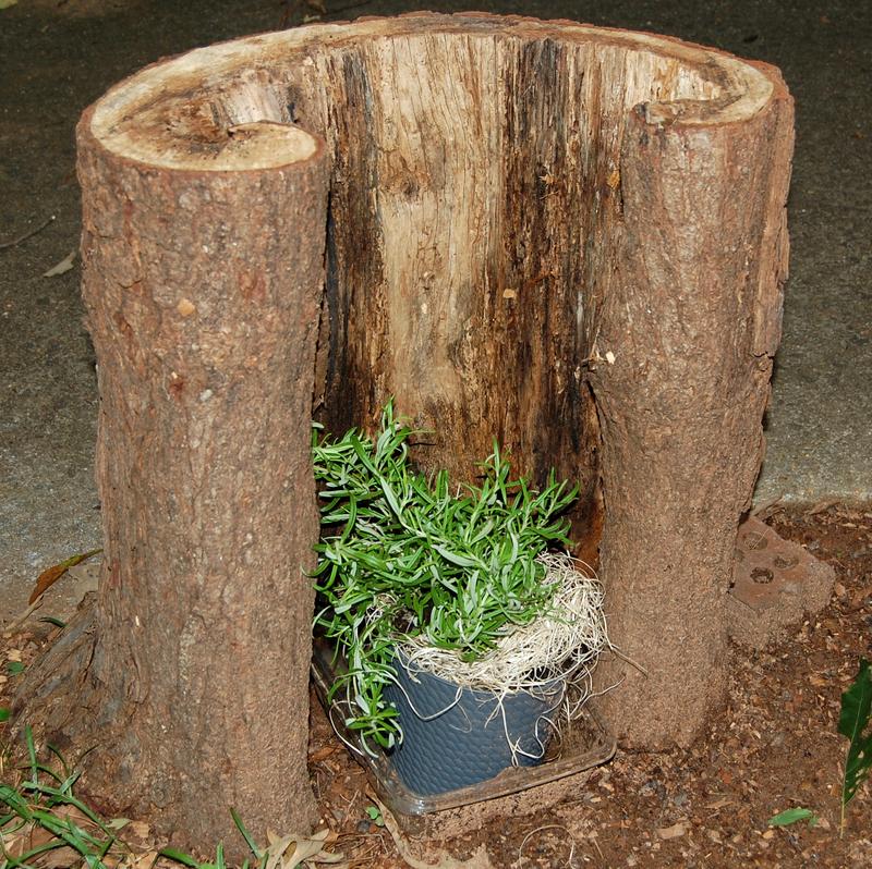 Rosemary Plant