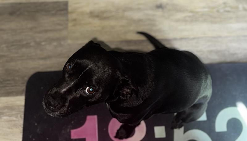 Pretending to look innocent for snacks (but really is innocent)
