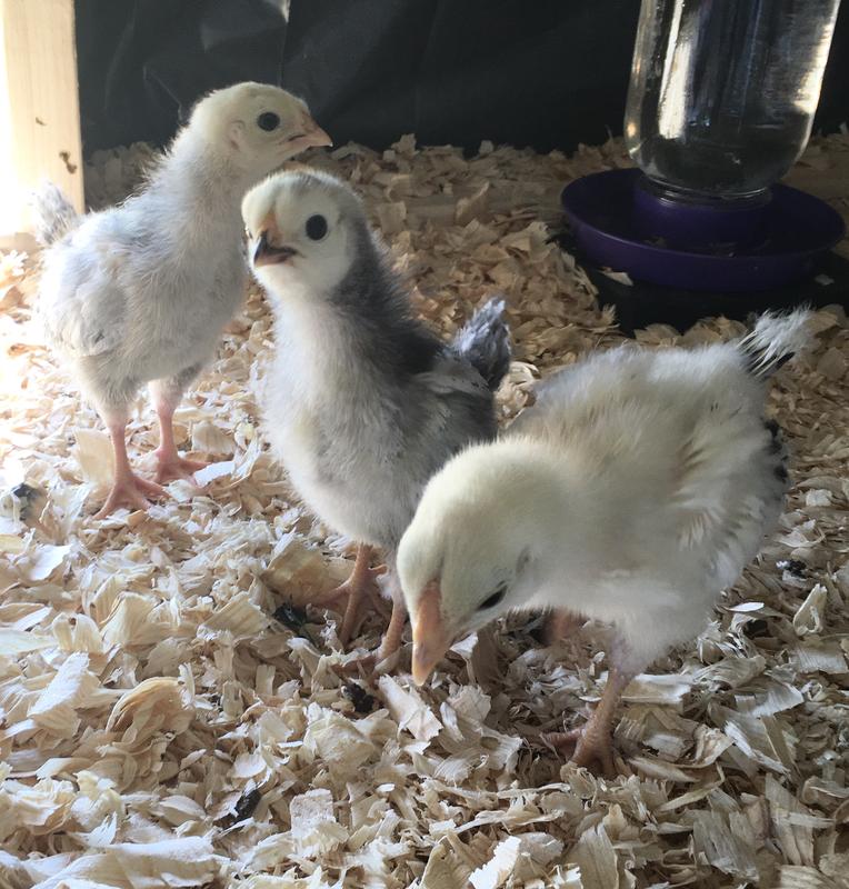 Busy girls