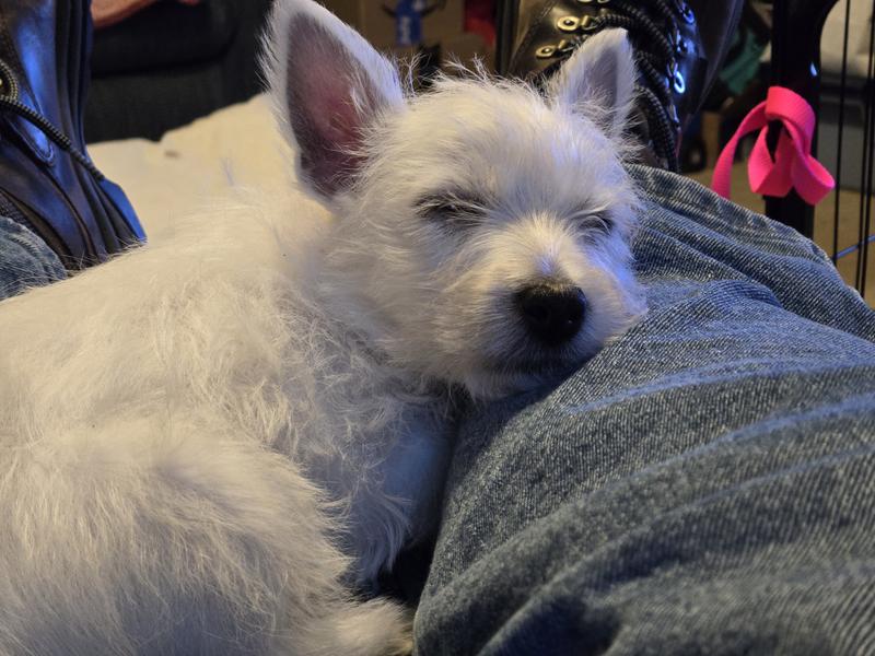 Westie puppies are like any other puppy: eat play sleep