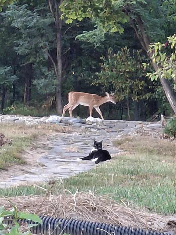 Feral  and friend