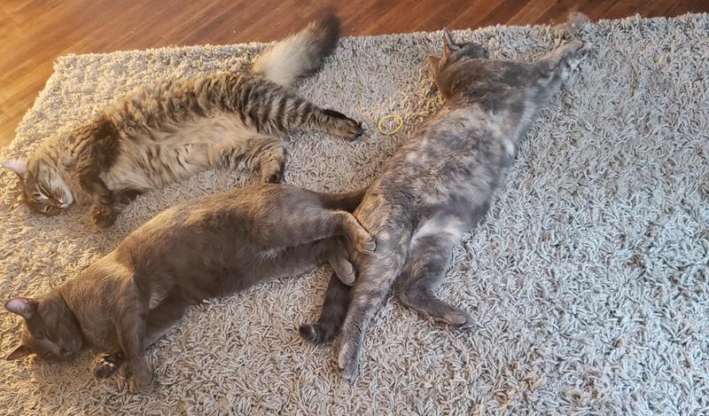 Food coma