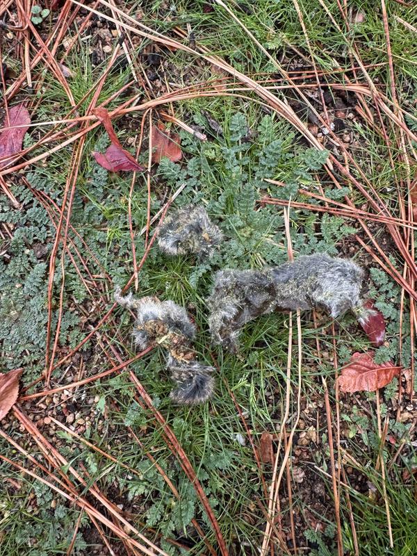 Animal parts from the bag