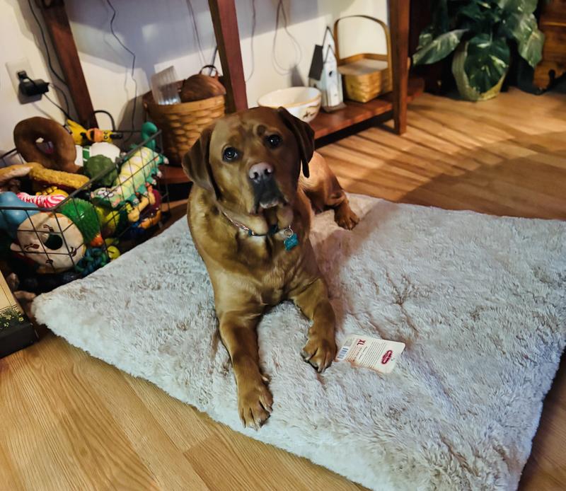 XL beds for my girls